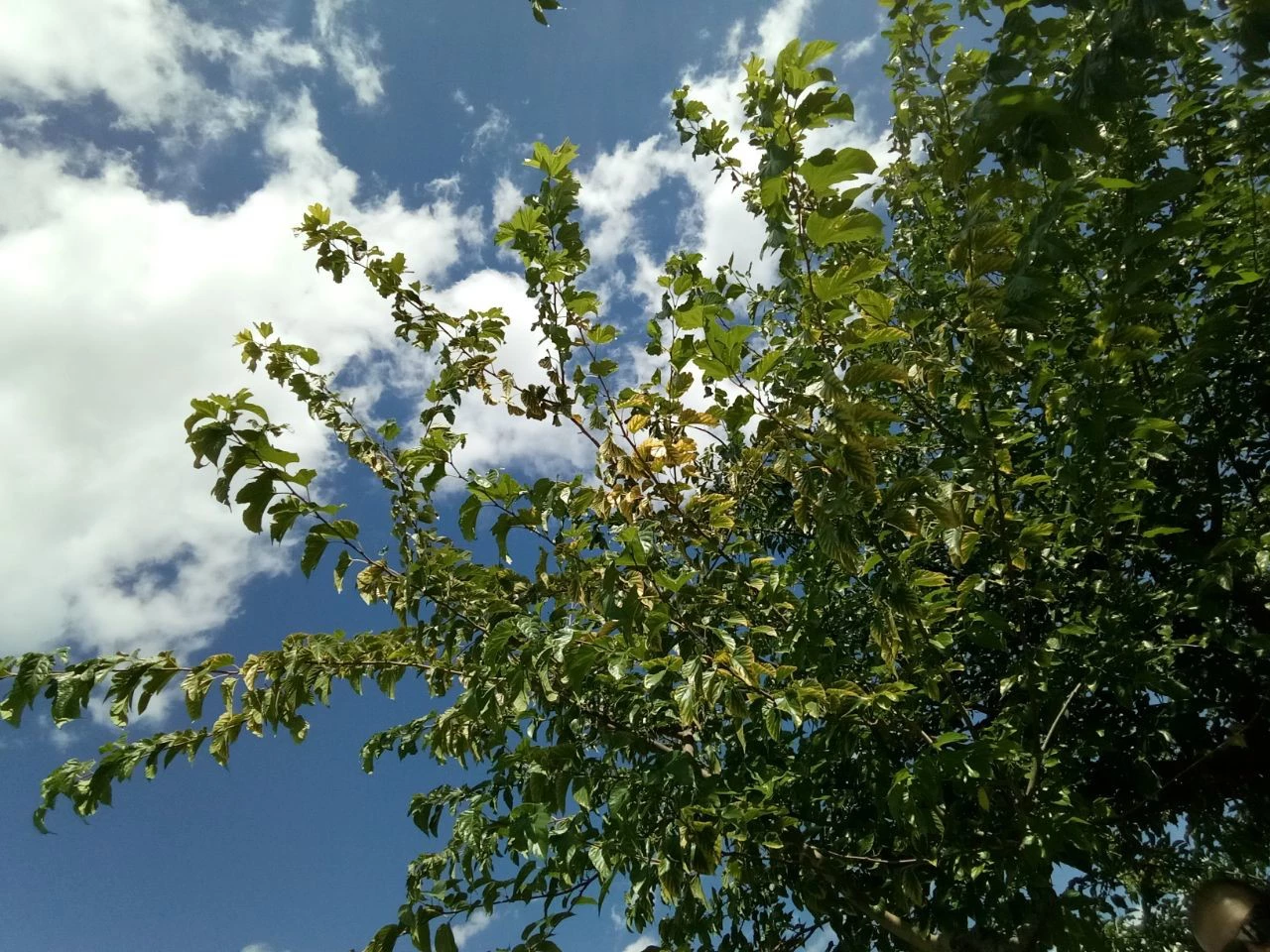 Foto de Muestras de cámara Alcatel A7 (18/23)