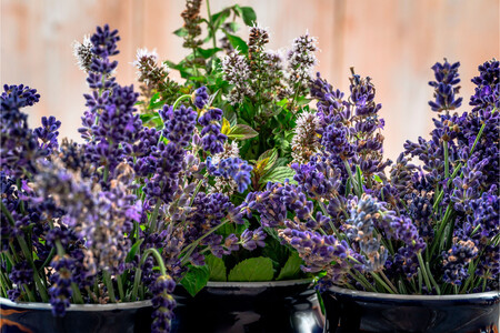 Lavanda