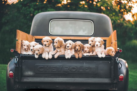 Perra Embarazo Cachorros