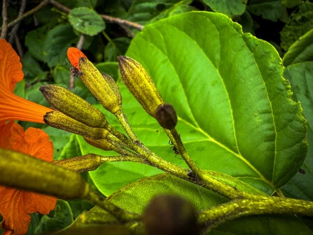 iPhone 16 Pro Max、超広角カメラ、13mm f2.2、ISO 40、シャッター 1/365s で撮影したマクロ写真