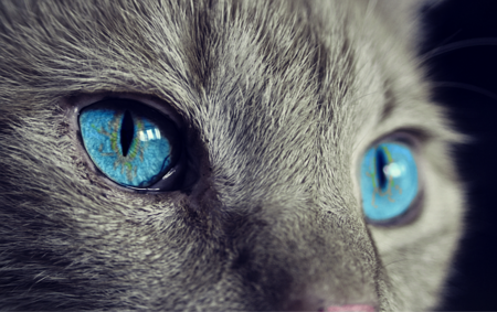Escucha música compuesta específicamente para gatos y comprueba su efecto calmante