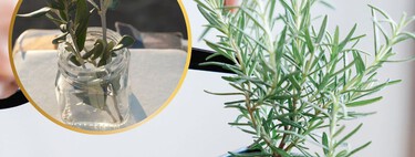 Cómo reproducir romero en casa: 3 formas fáciles para obtener nuevas plantas fácilmente