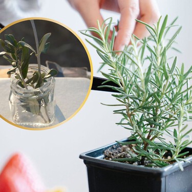 Cómo reproducir romero en casa: 3 formas fáciles para obtener nuevas plantas sin complicaciones