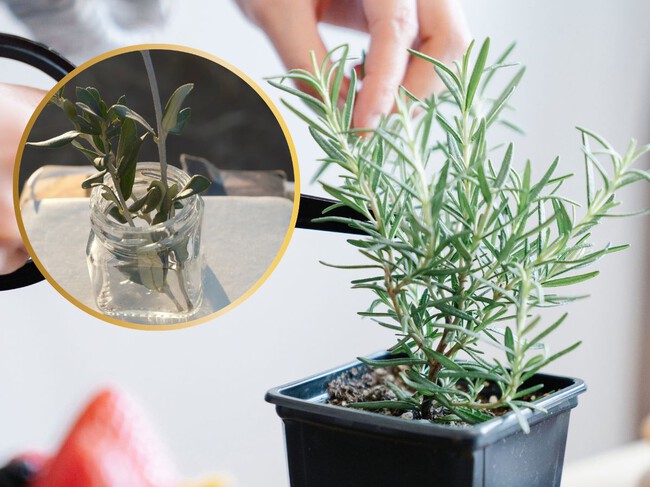 Cómo reproducir romero en casa: 3 formas fáciles para obtener nuevas plantas