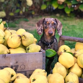 Mariano Martínez, veterinario: "Las frutas que contienen huesos grandes pueden ser peligrosas porque pueden provocar obstrucciones intestinales"