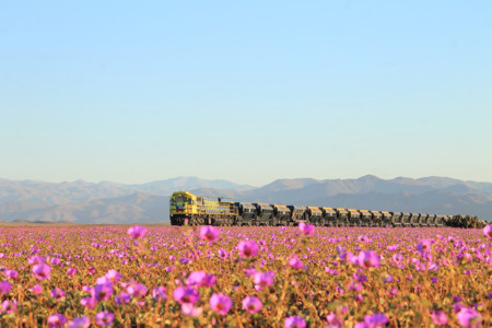 El desierto más seco del mundo, florido como nunca
