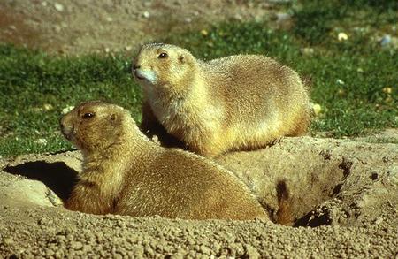 Las singulares casas de algunos animales: rascacielos de termitas, grandes ciudades de perros, búnkeres de cerdos hormigueros… (y II)