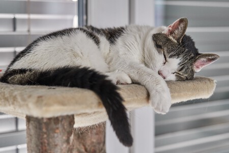 Un gato tumbado en un árbol para pequeños felinos