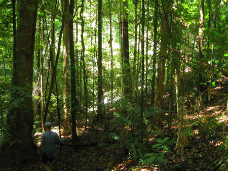 Daintree Rainforest 3