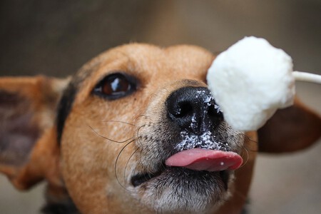 Golpe de calor perro cómo actuar