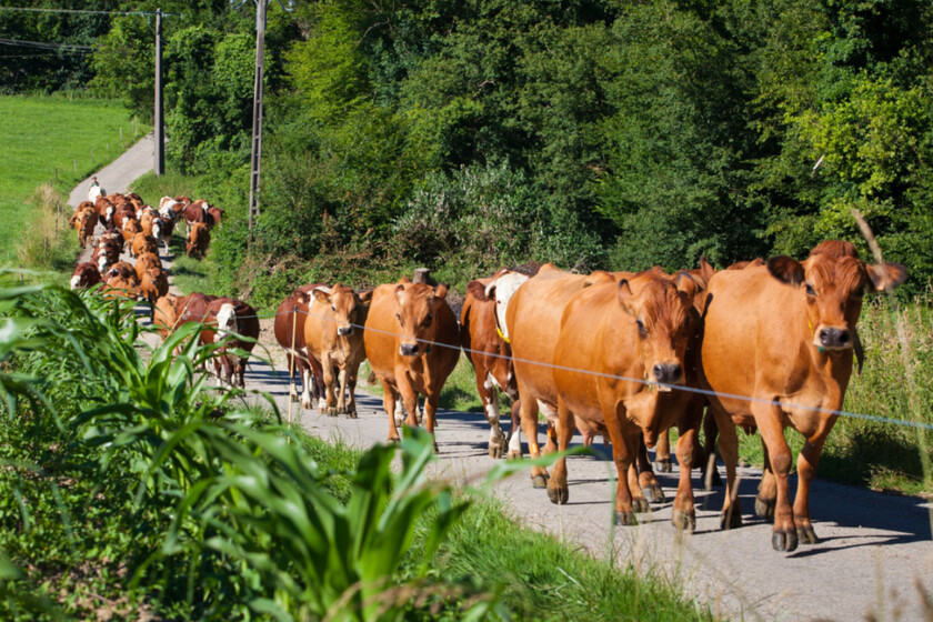 Ehe covid de las vacas enfermedad hemorrágica epizoótica