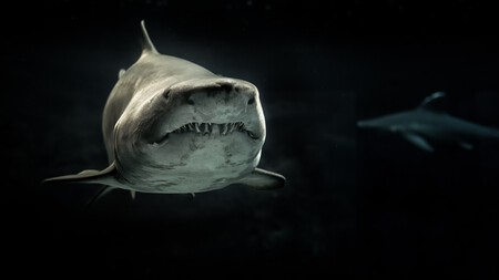 tiburones