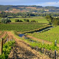 España tiene un grave problema con el vino: la cosecha es tan buena que su precio se está desplomando en origen