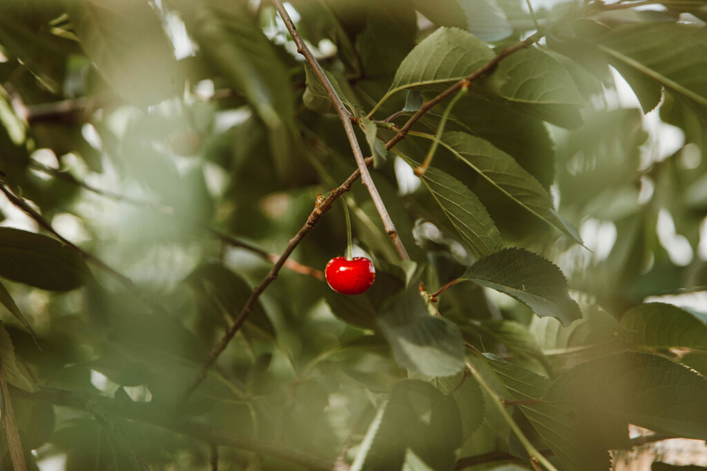 Cómo plantar los huesos de cereza para tener tu propio cerezo en casa 