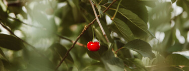 Cómo plantar los huesos de cereza para tener tu propio cerezo en casa 