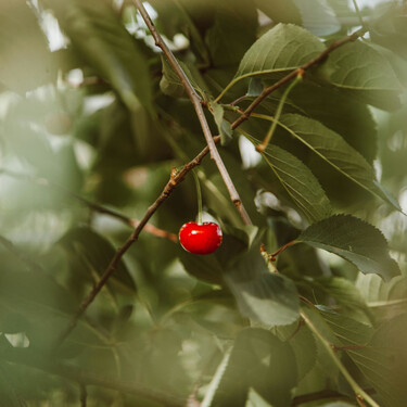 Cómo plantar los huesos de cereza para tener tu propio cerezo en casa 
