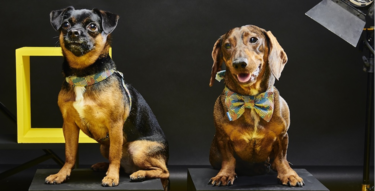 Los complementos más chic para tus mascotas