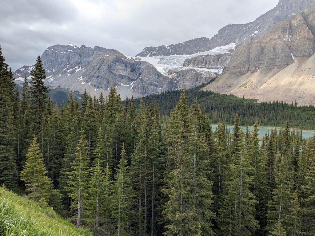 Italia plantó millones de abetos para proteger los Alpes. 90 años después han descubierto que la biodiversidad se ha reducido a la mitad
