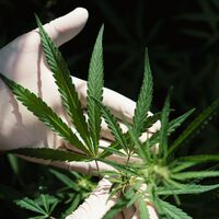 O passado esquecido do Brasil revela a época em que a ciência usava a maconha como remédio antes do sistema criar o estigma atual 