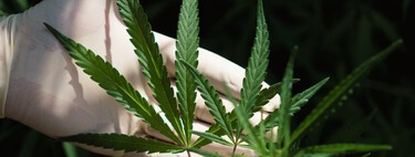 O passado esquecido do Brasil revela a época em que a ciência usava a maconha como remédio antes do sistema criar o estigma atual 