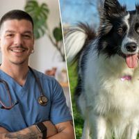 Veterinário afirma: "Não recomendo ter um Border Collie em casa com crianças, pois é um cão de trabalho e, se suas necessidades não forem atendidas, ele pode ficar estressado" 