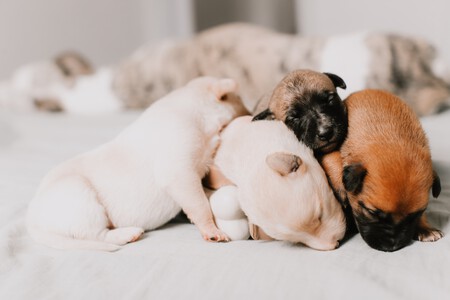 Un grupo de cachorros