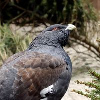 Gastan más de 5 millones de euros para liberar 30 aves y en seis meses solo sobrevive una