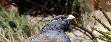 Gastan más de 5 millones de euros para liberar 30 aves y en seis meses solo sobrevive una 