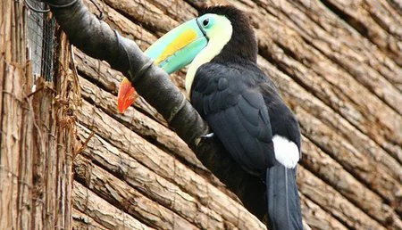 Alcampo regala descuentos para visitar Faunia