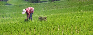 Llevamos años leyendo sobre el peligro del arsénico en el arroz. Tanto que corremos el riesgo de no creernoslo en el peor momento posible