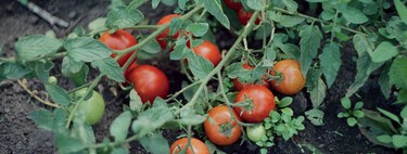Un agricultor revela cómo cuidar las tomateras para que sean más productivas y den más tomates 