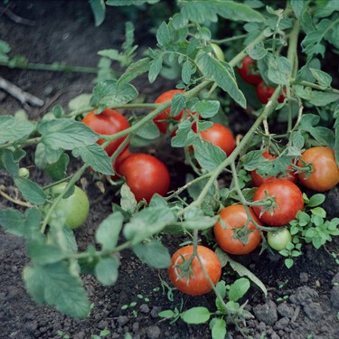 Un agricultor revela cómo cuidar las tomateras para que sean más productivas y den más tomates 