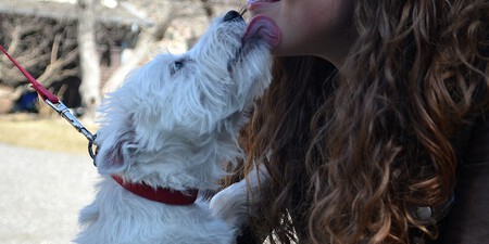 Westie 571007 1280