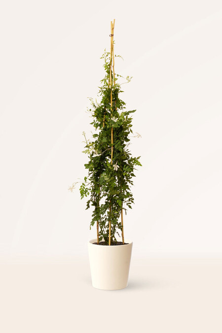 Jazmin 22o Cocoblanca Plantas De Exterior 1024x