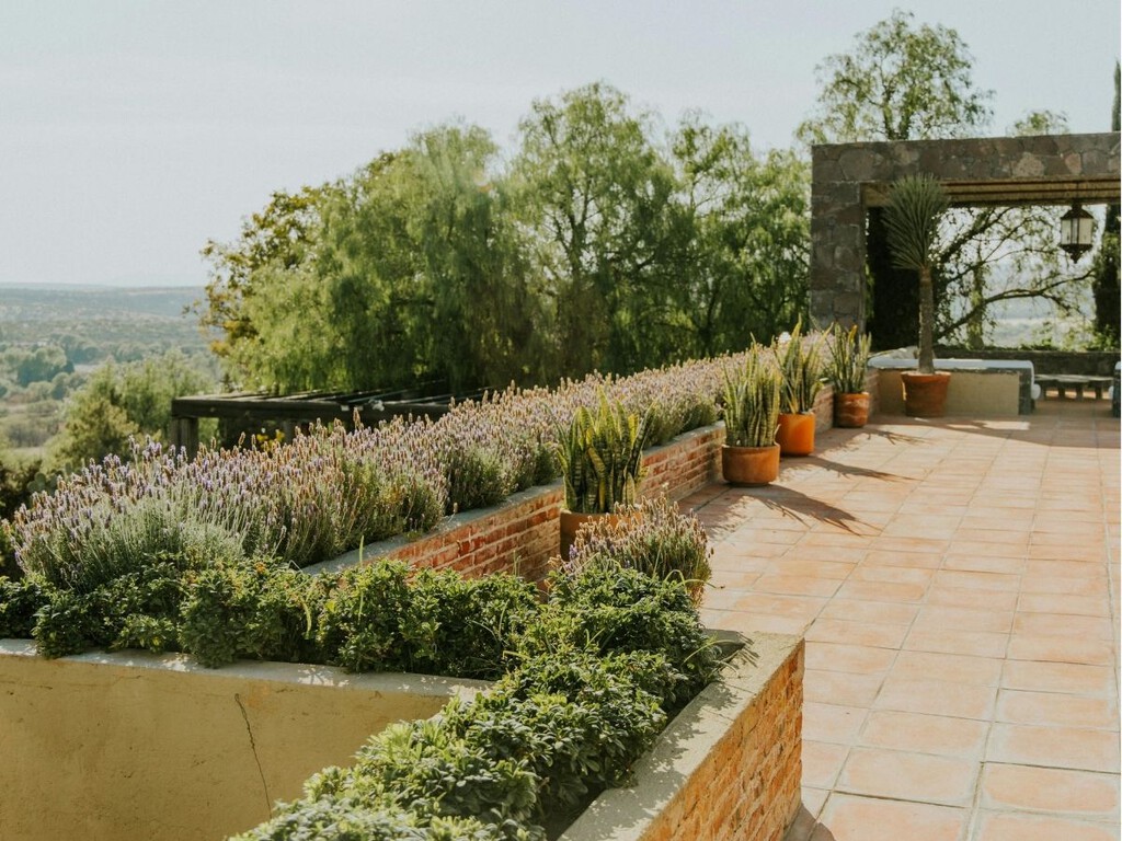 La tendencia en terrazas esta primavera no son las flores, sino estos arbustos de maceta que siempre lucen bien