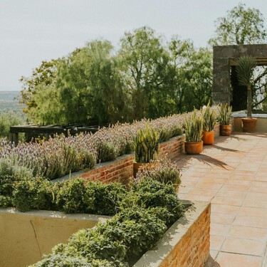 La tendencia en terrazas esta primavera no son las flores, sino estos arbustos de maceta que siempre lucen bien 
