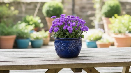 Verbena