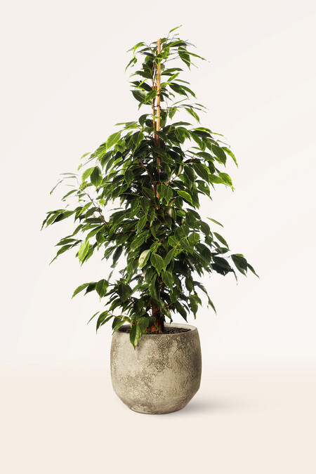 Ficus Benjamina Exotica 19o Moon Comprar Plantas Online Plantas De Interior 1024x