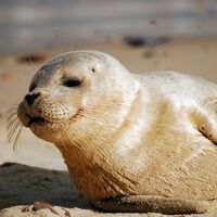En 1971, un acuario en Estados Unidos resguardó a una foca huérfana. Cinco años después comenzó a hacer algo: hablar en inglés 