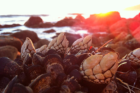 Percebes