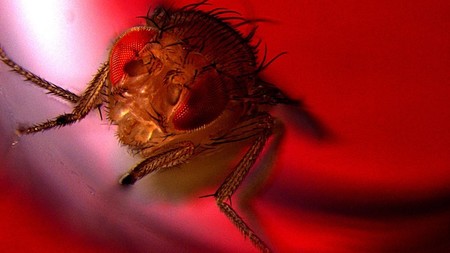 Incluso para animales que consideramos simples, el sexo es placentero