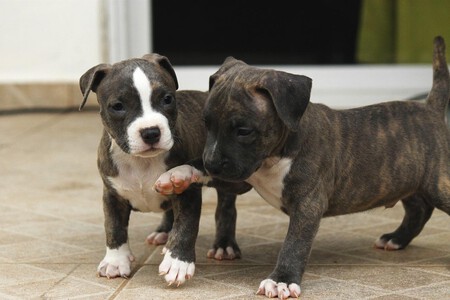 Sabes Como Presentar Dos Perros Cachorros