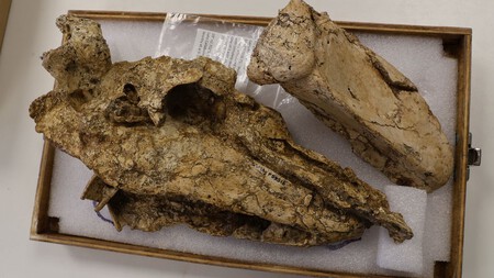 Skull Fossil
