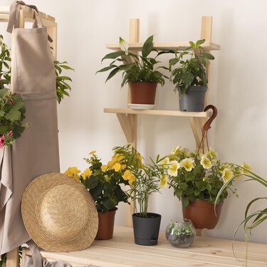 Ya en Lidl las plantas con flor más bonitas por menos de 2 y 3 euros: resistentes e ideales para llenar la casa de color por poco dinero 