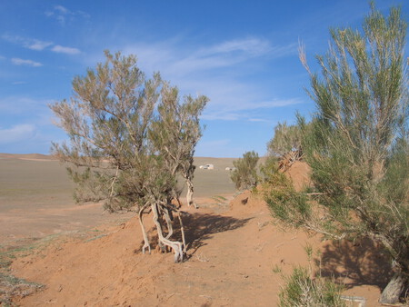 Saxaul Baum