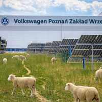 Volkswagen colocou rebanho de ovelhas para pastar sob painéis solares e descobriu que isso estava mudando a forma como a energia é produzida