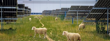 Volkswagen colocou rebanho de ovelhas para pastar sob painéis solares e descobriu que isso estava mudando a forma como a energia é produzida