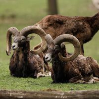 Trajeron una oveja como presa de caza y ahora es un problema con patas que no tiene depredador natural 