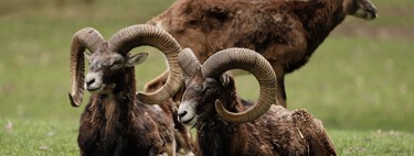 Trajeron una oveja como presa de caza y ahora es un problema con patas que no tiene depredador natural 