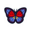 Daffodil butterfly